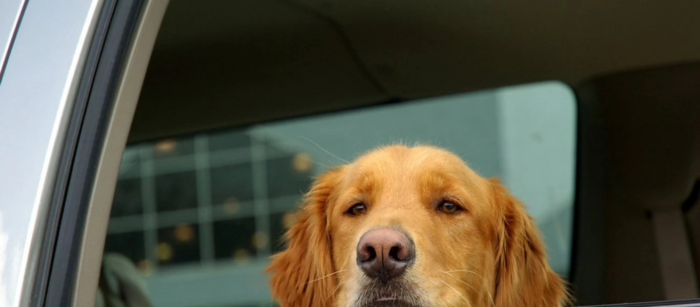 Βόλος: Μαρτυρικός θάνατος για σκύλο - Τον κλείδωσαν μέσα στο αυτοκίνητο εν μέσω καύσωνα